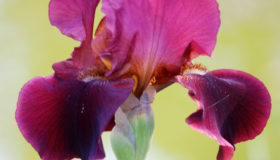 L&rsquo;oeil photographique